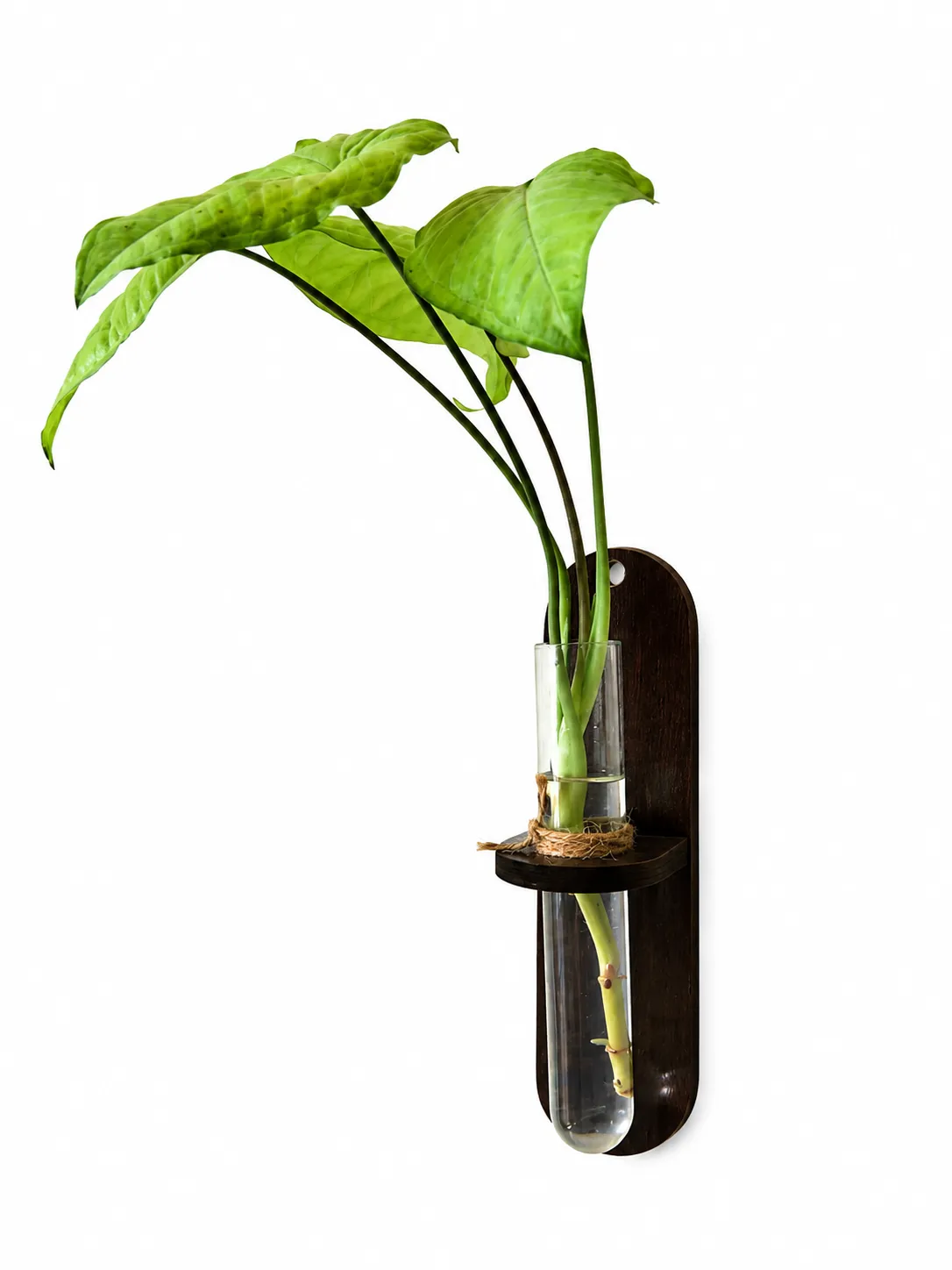 Support de tube avec une autre plante